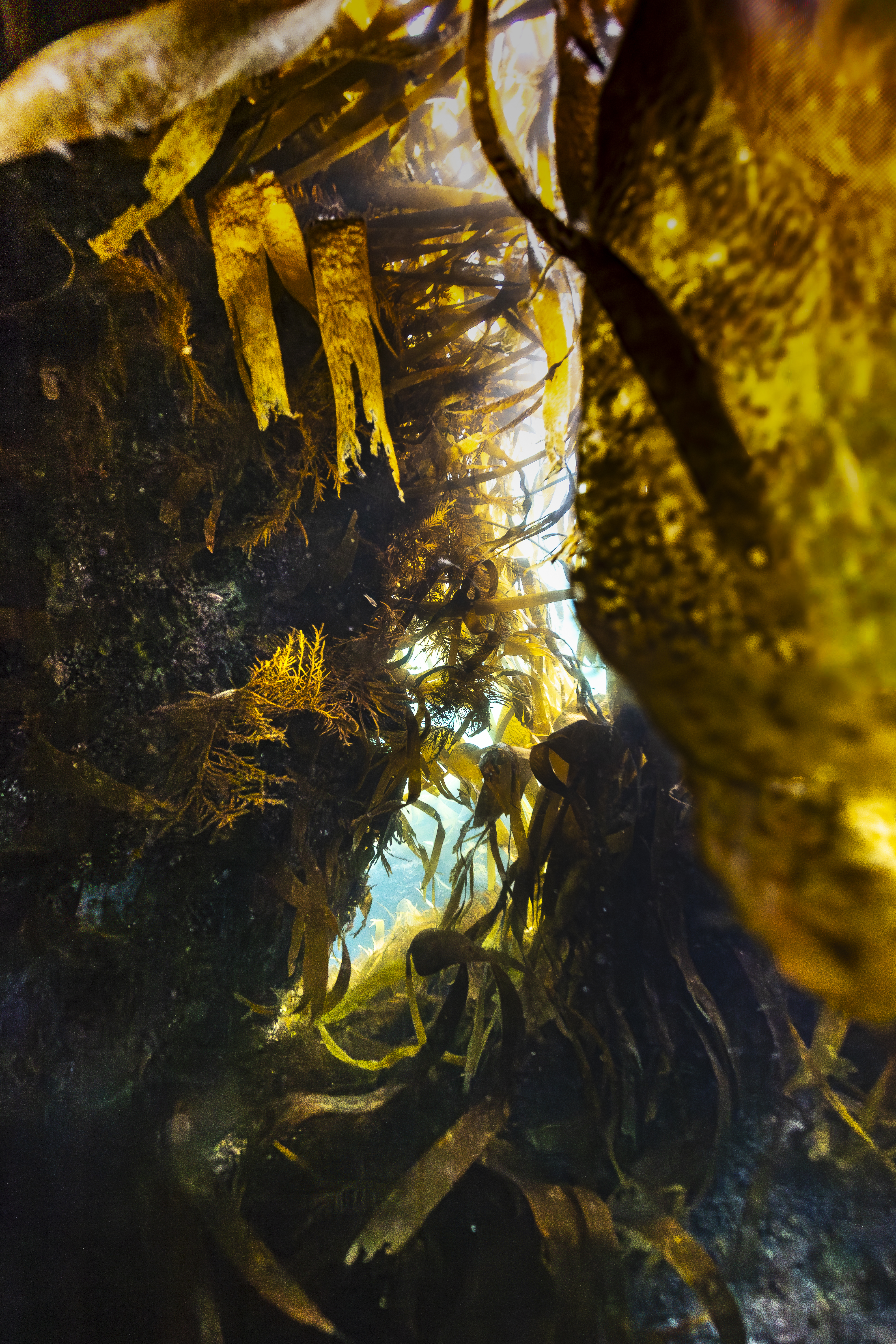 algues marines Jeremy Varoquier Diner au musee Horizon Coquelicot Quimper